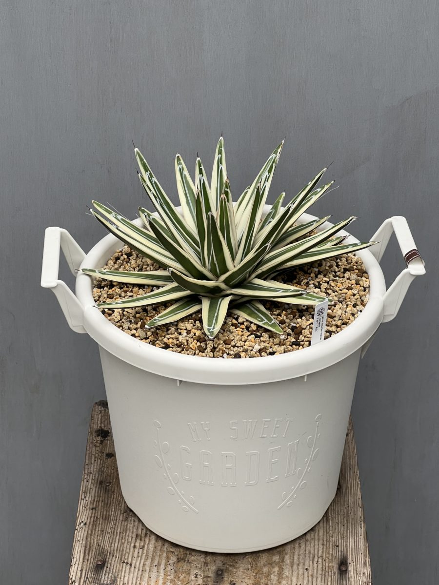 アガベ '氷山' sold out – 【公式】花伝 | 福岡県久留米市の園芸店