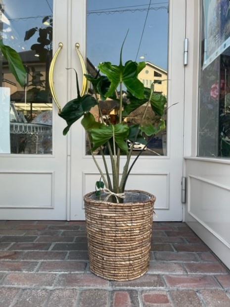 アロカシア（スティングレイ） - 花ののぐち