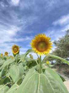 花摘み | 観光農園 花ひろば｜愛知県南知多町の四季折々の花摘み体験と