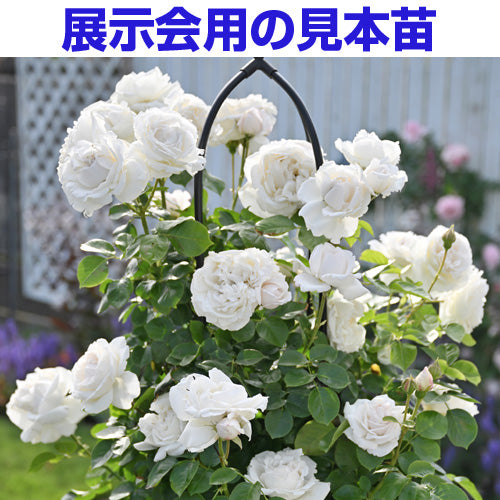 ホワイト – はなはなショップ