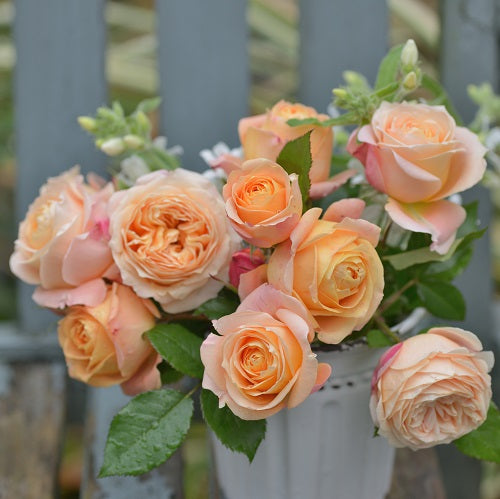 ラ・ドルチェ・ヴィータ – はなはなショップ