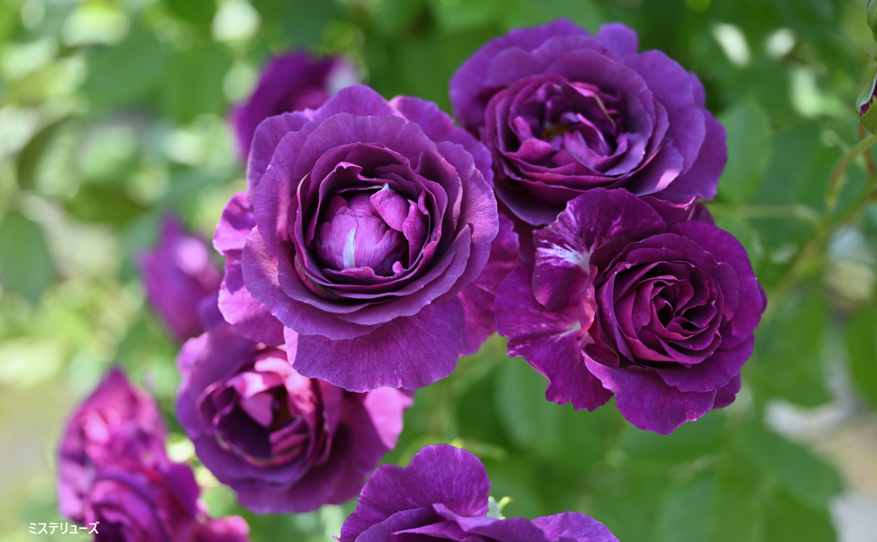 はなはなショップ