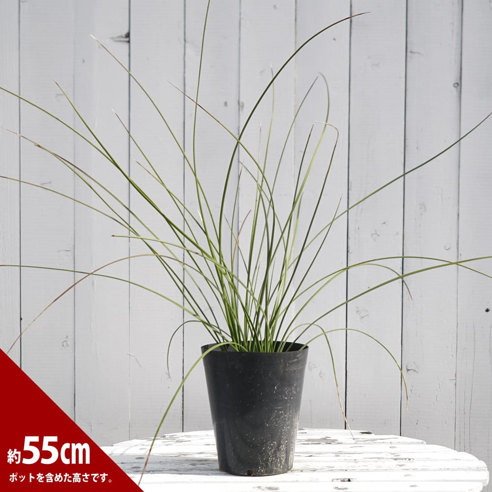 ダシリリオン ロンギシマム 苗 通販 苗木部 By 花ひろばオンライン