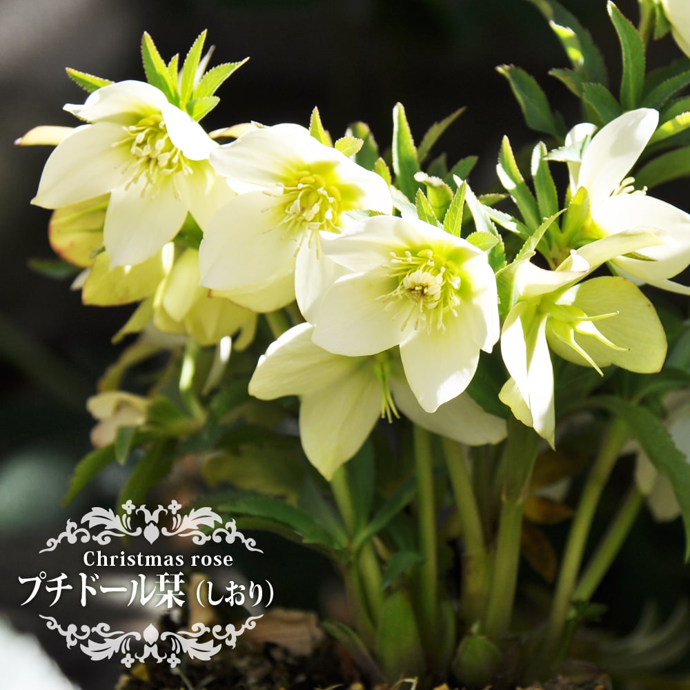 クリスマスローズ プチドール 栞 苗 販売 苗木部 By 花ひろばオンライン