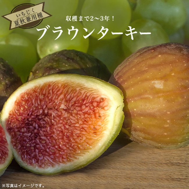 イチジク 夏秋兼用種 ブラウンターキー 苗 通販 苗木部 By 花ひろば