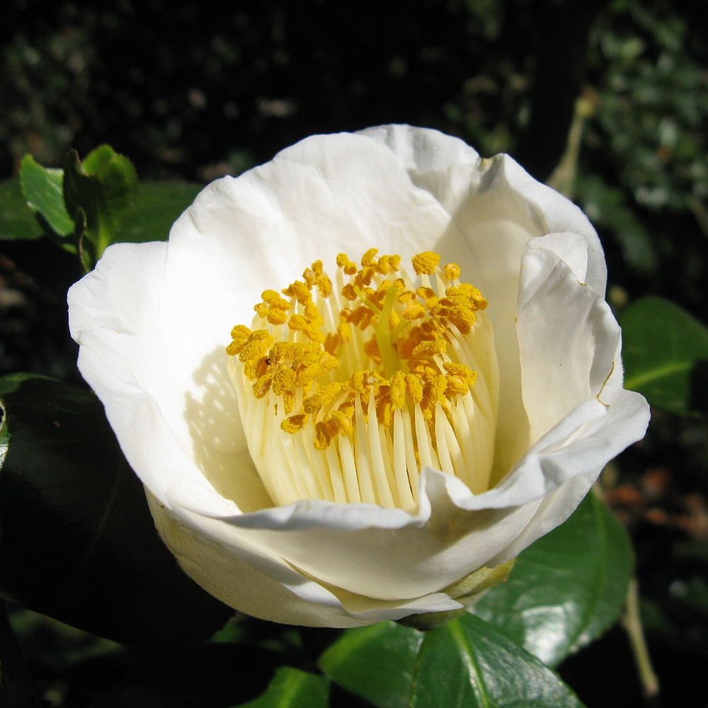 椿 加茂本阿弥 苗 販売 苗木部 By 花ひろばオンライン