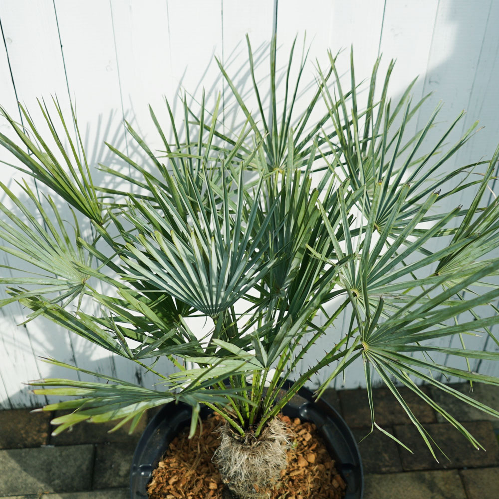 ヤシ チャメロプス フミリス 苗 販売 苗木部 By 花ひろばオンライン