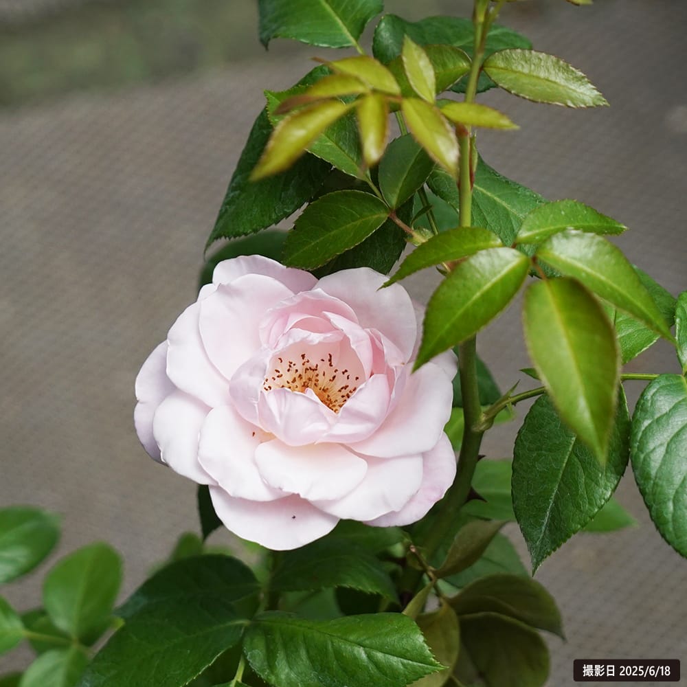 バラ ジル ドゥ ブリザック HT ハイブリッドティー 苗 販売 苗木部