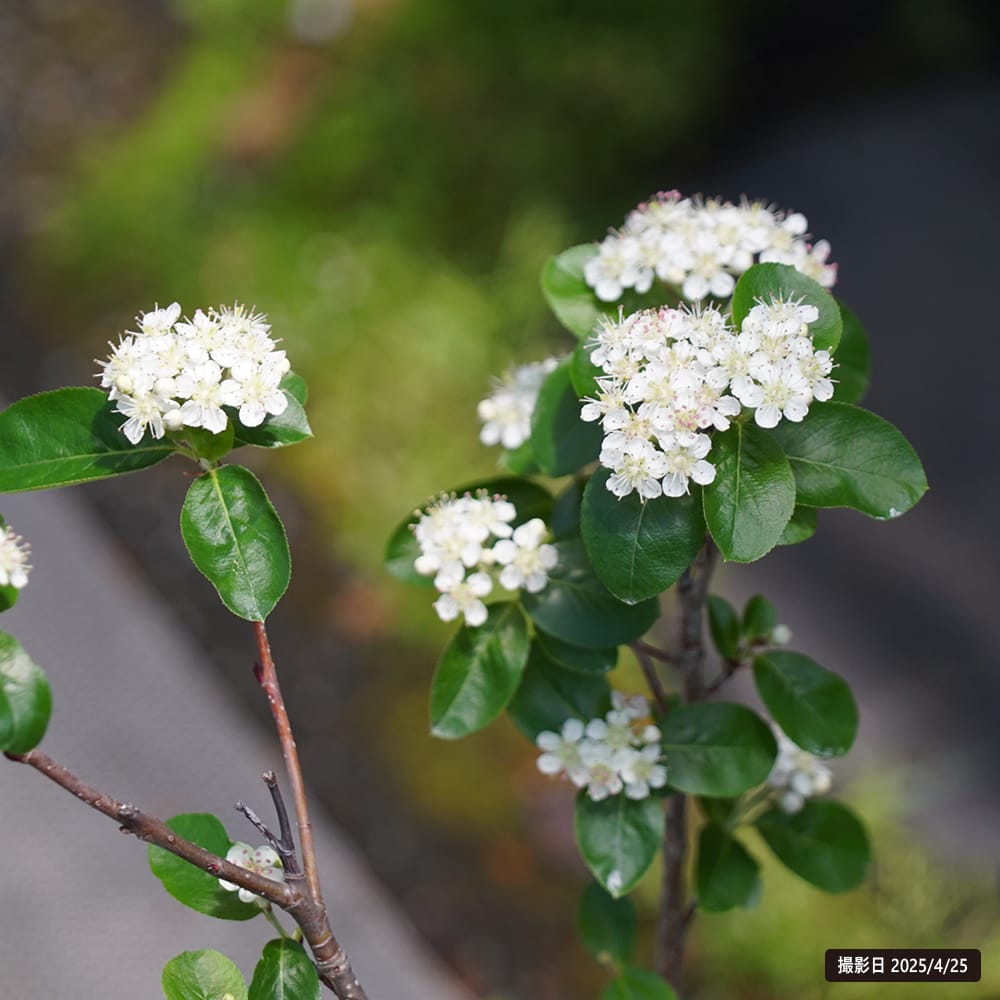 アロニア メラノカルパ 苗 販売 苗木部 By 花ひろばオンライン