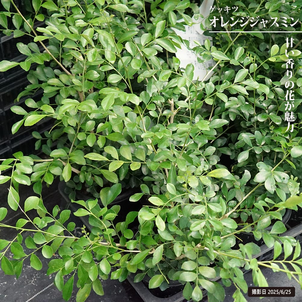 ゲッキツ 苗 販売 苗木部 By 花ひろばオンライン