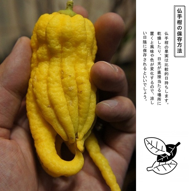 仏手柑 香酸柑橘類 苗 販売 苗木部 By 花ひろばオンライン