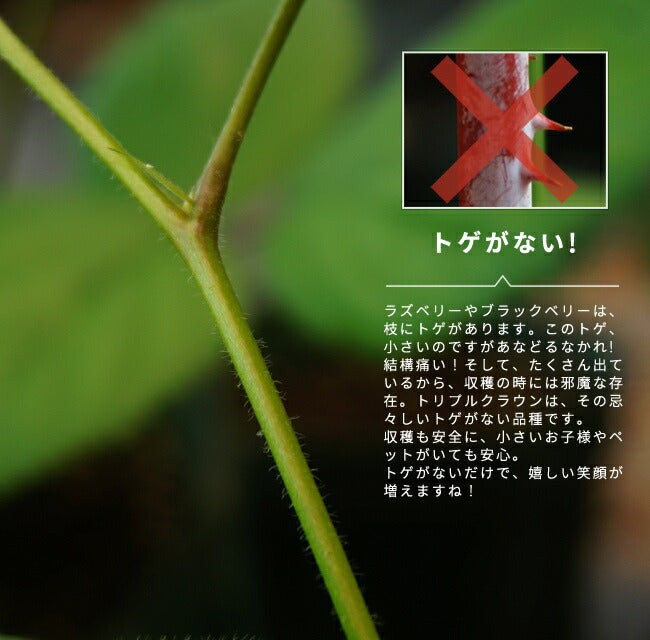 000000042354-05.jpg?size=l&w=