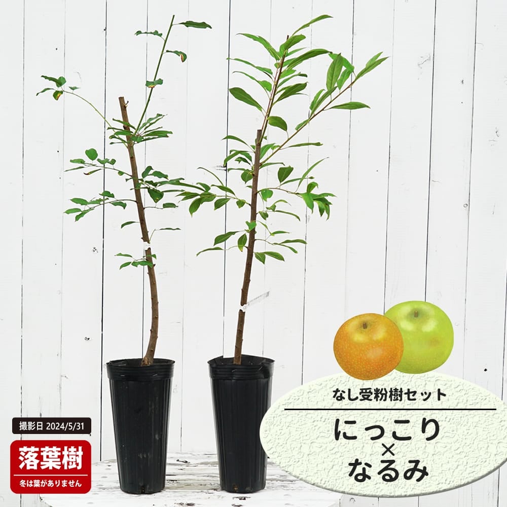 にっこり 赤ナシ 苗 販売 苗木部 By 花ひろばオンライン