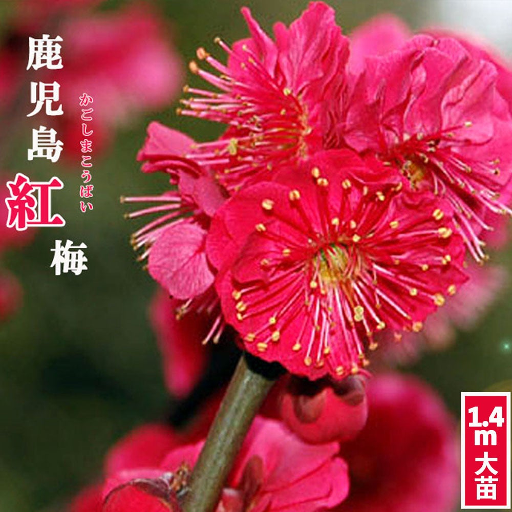 ウメ 鹿児島紅梅 花梅 緋梅系 苗 販売 苗木部 By 花ひろばオンライン