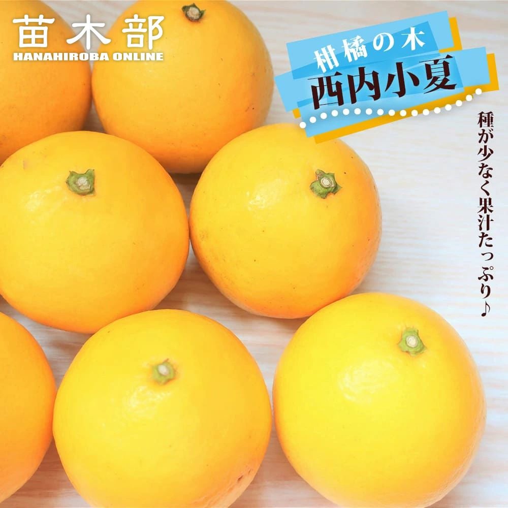 柑橘 雑柑類 紅甘夏の販売 苗木部 By 花ひろばオンライン