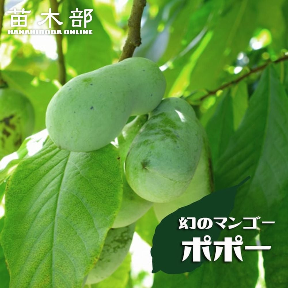 000000045975-01.jpg?size=m&w=