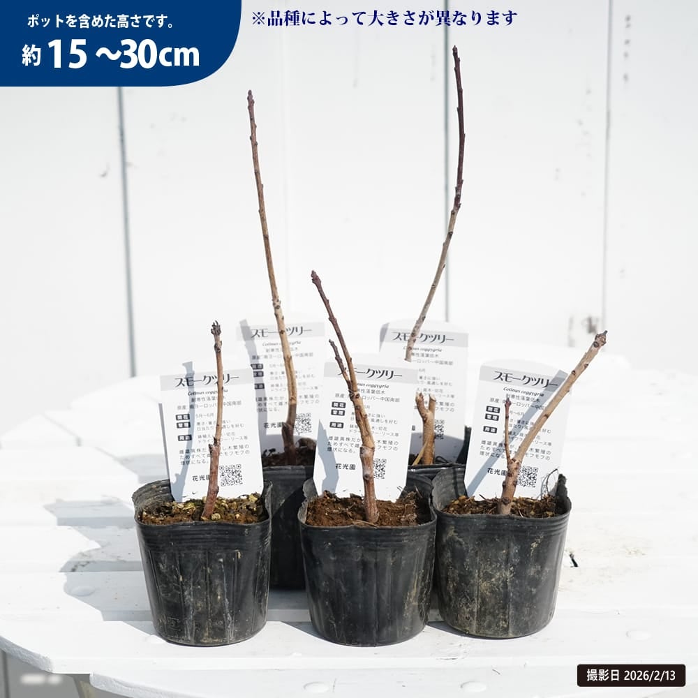 スモークツリー スノーパフ 苗 販売 苗木部 By 花ひろばオンライン