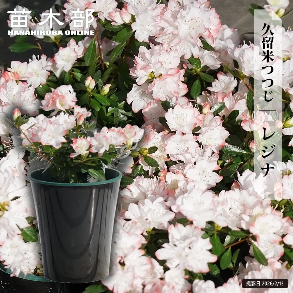 バラ つるゴールドバニー ClF クライミングフロリバンダ（つるバラ