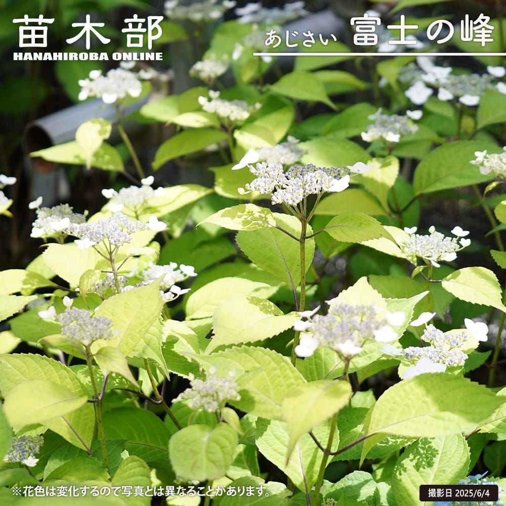 000000050874-01.jpg?size=l&w=