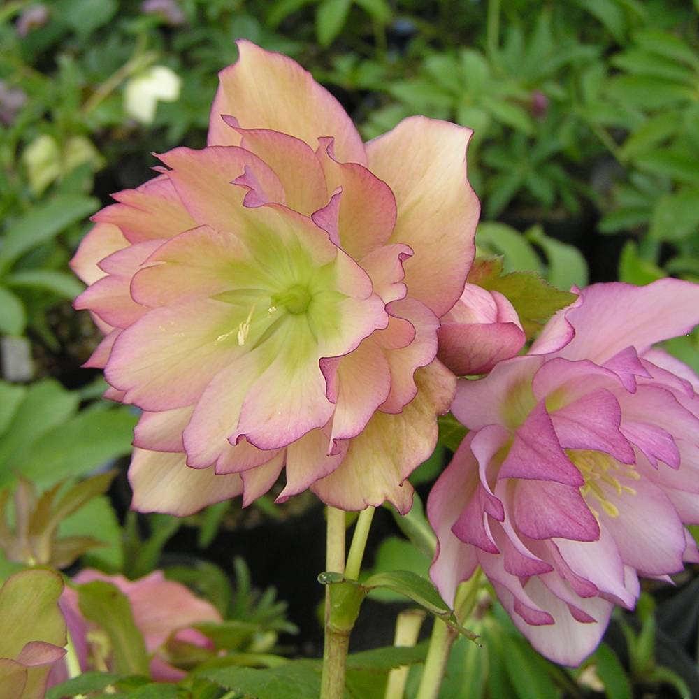 000000052096-04.jpg?size=l&w=