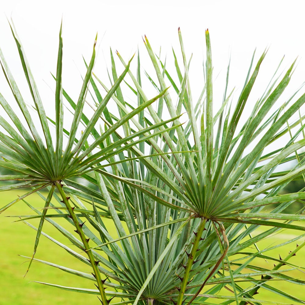 ヤシ チャメロプス フミリス 苗 通販 苗木部 By 花ひろばオンライン