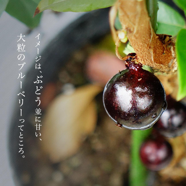 000000088192-01.jpg?size=m&w=