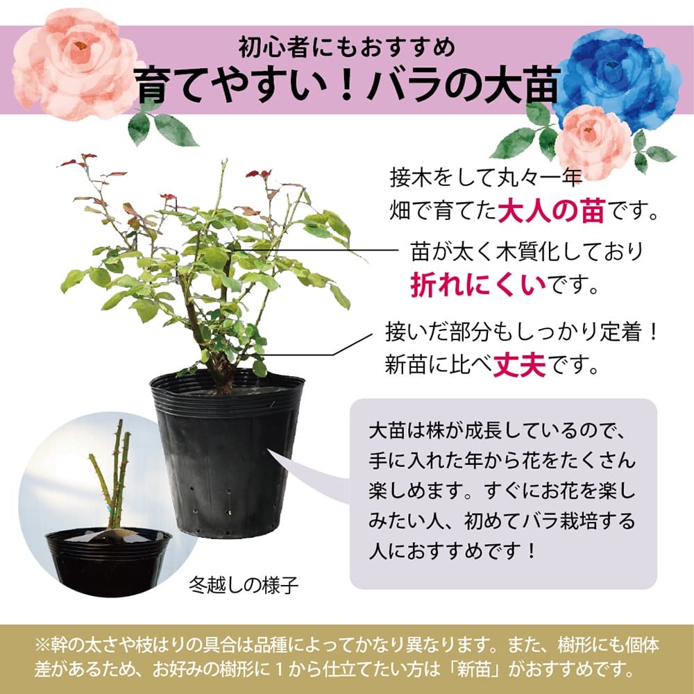 000000000619-04.jpg?size=l&w=