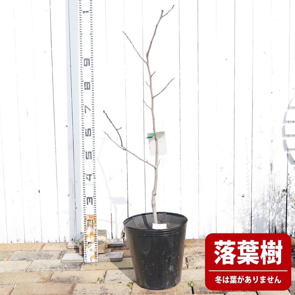 000000002336-02.jpg?size=l&w=