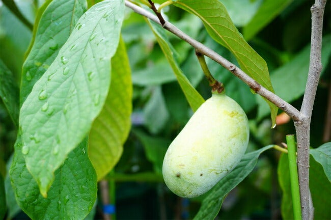 ポポー サンフラワー 苗 通販 苗木部 By 花ひろばオンライン