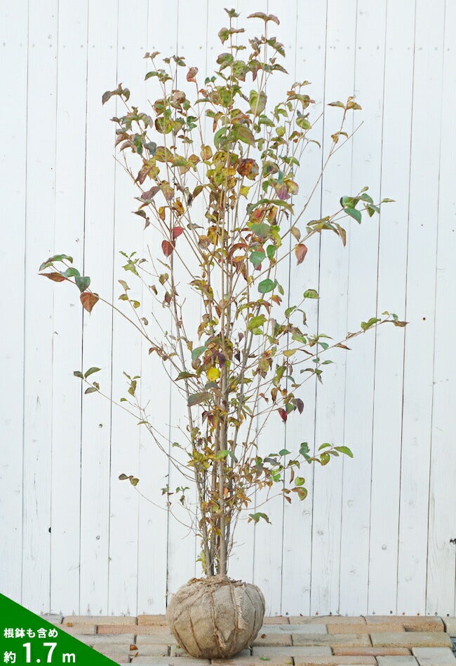 000000003795-05.jpg?size=l&w=