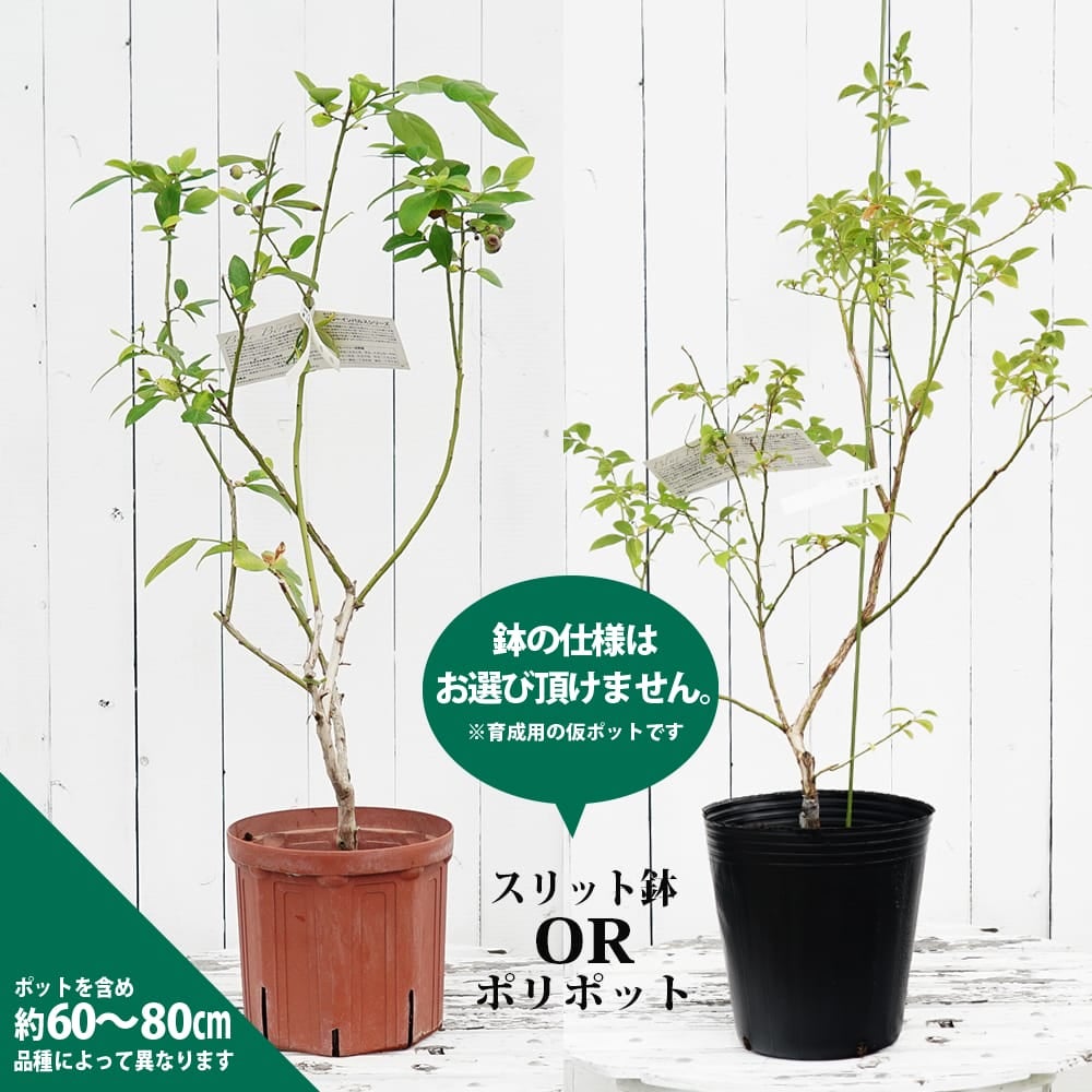 000000004192-02.jpg?size=l&w=