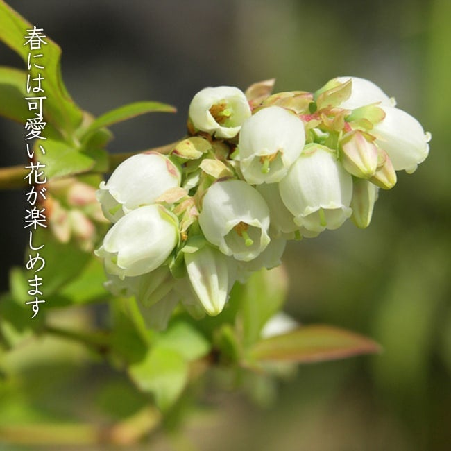 000000004281-05.jpg?size=l&w=