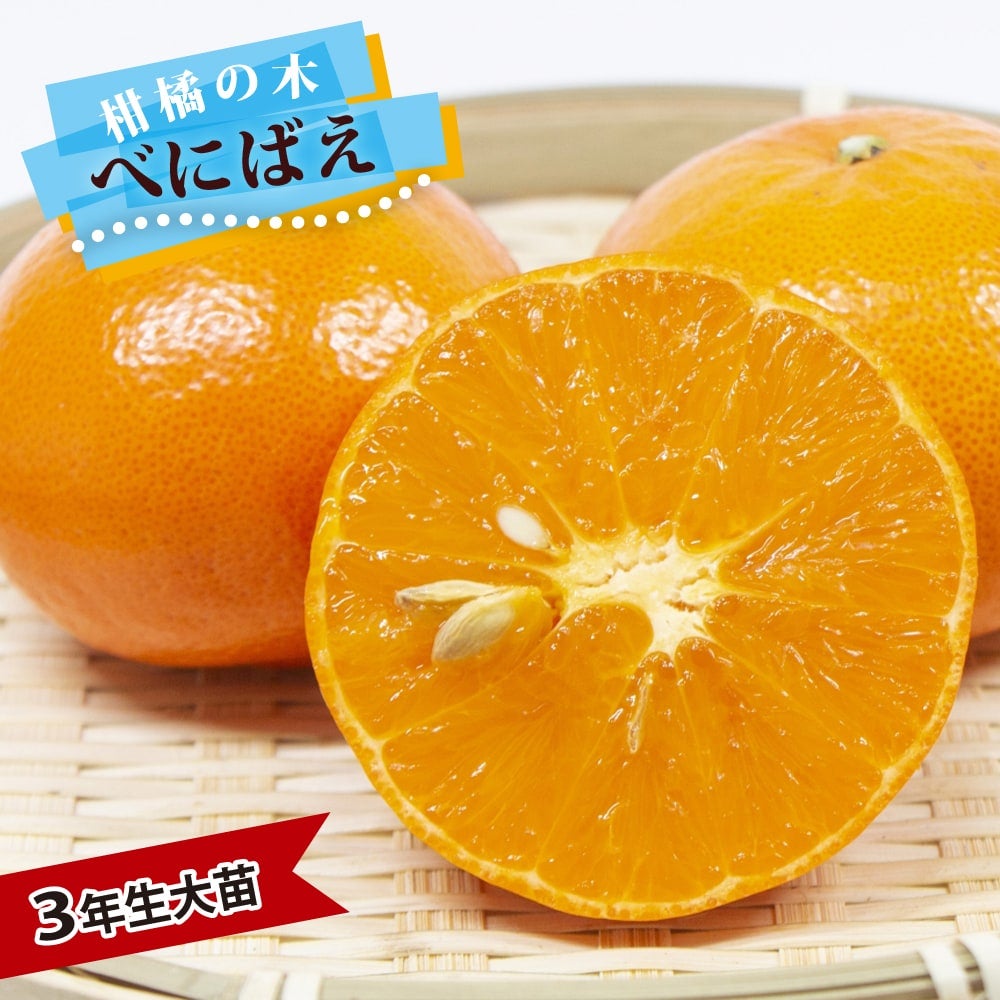 薩州ポンカン みかん 苗 通販 苗木部 By 花ひろばオンライン