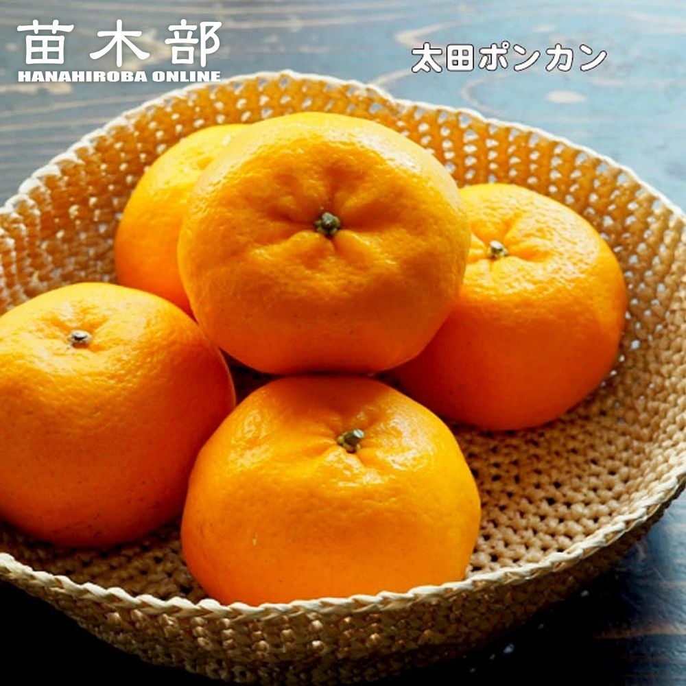 スイートスプリング 苗 通販 苗木部 By 花ひろばオンライン