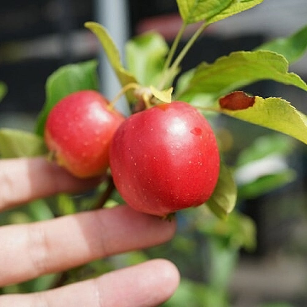 リンゴ アルプス乙女 苗 鉢植え 苗木部 By 花ひろばオンライン