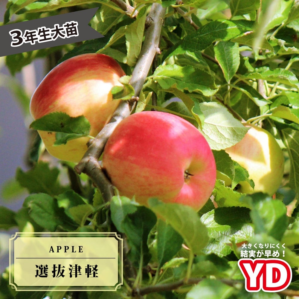 000000019125-01.jpg?size=l&w=