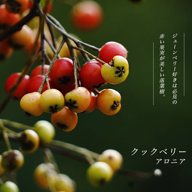 000000019800-01.jpg?size=m&w=