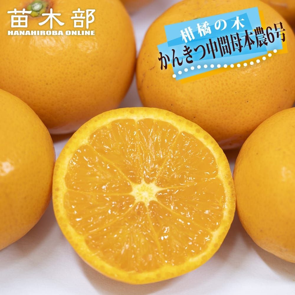 津之輝 （つのかがやき） タンゴール 苗 販売 苗木部 By 花ひろば