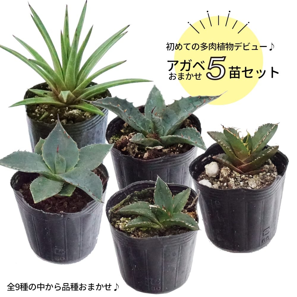 000000132563-01.jpg?size=l&w=