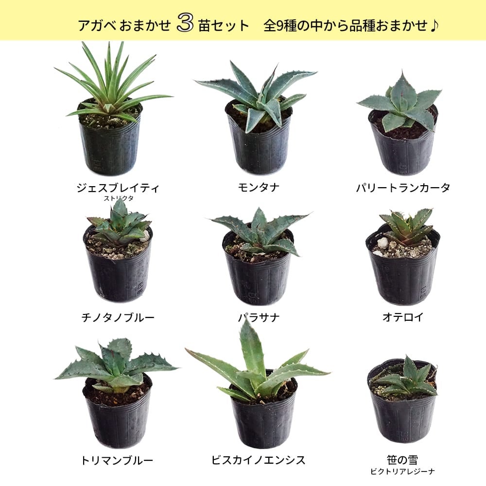 000000132563-03.jpg?size=l&w=