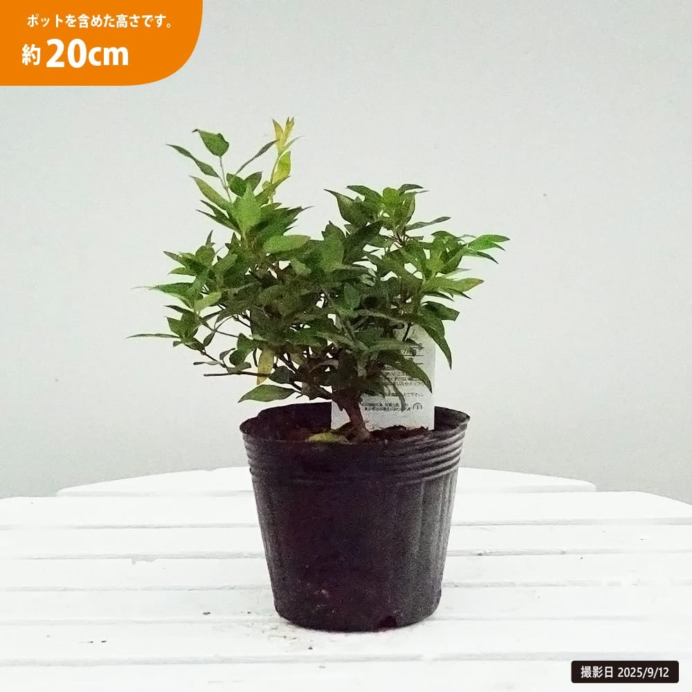 カロライナジャスミンの苗 通販 苗木部 By 花ひろばオンライン