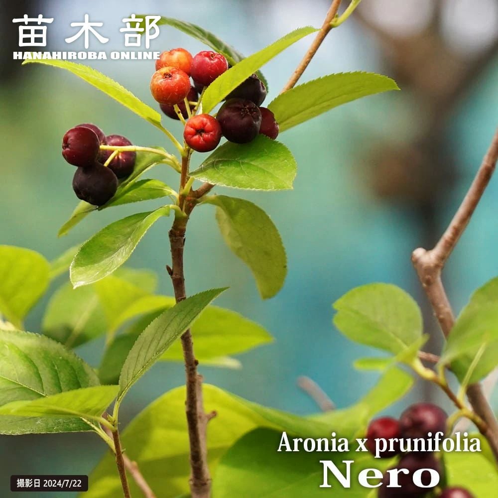 000000033385-01.jpg?size=l&w=