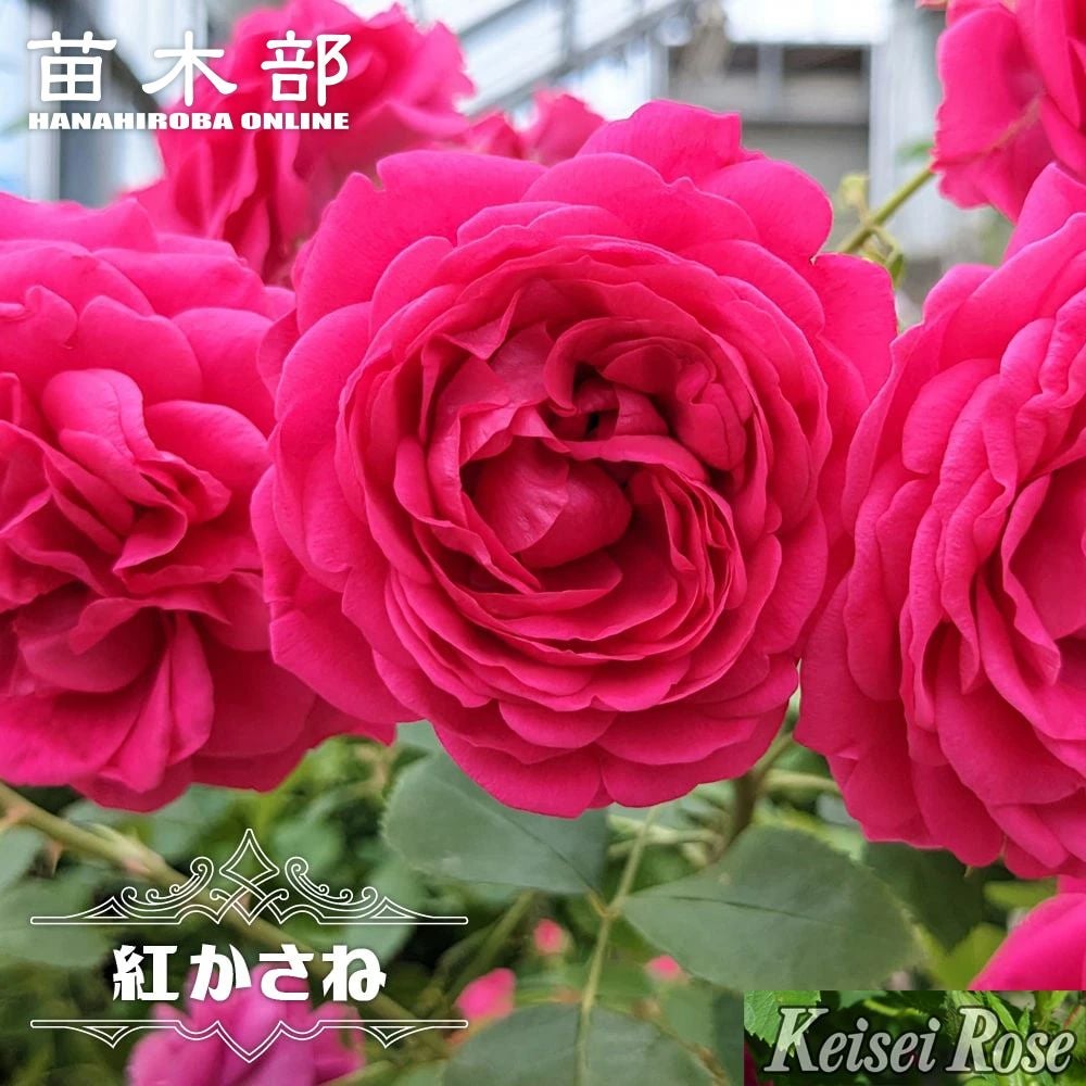 000000133392-01.jpg?size=l&w=