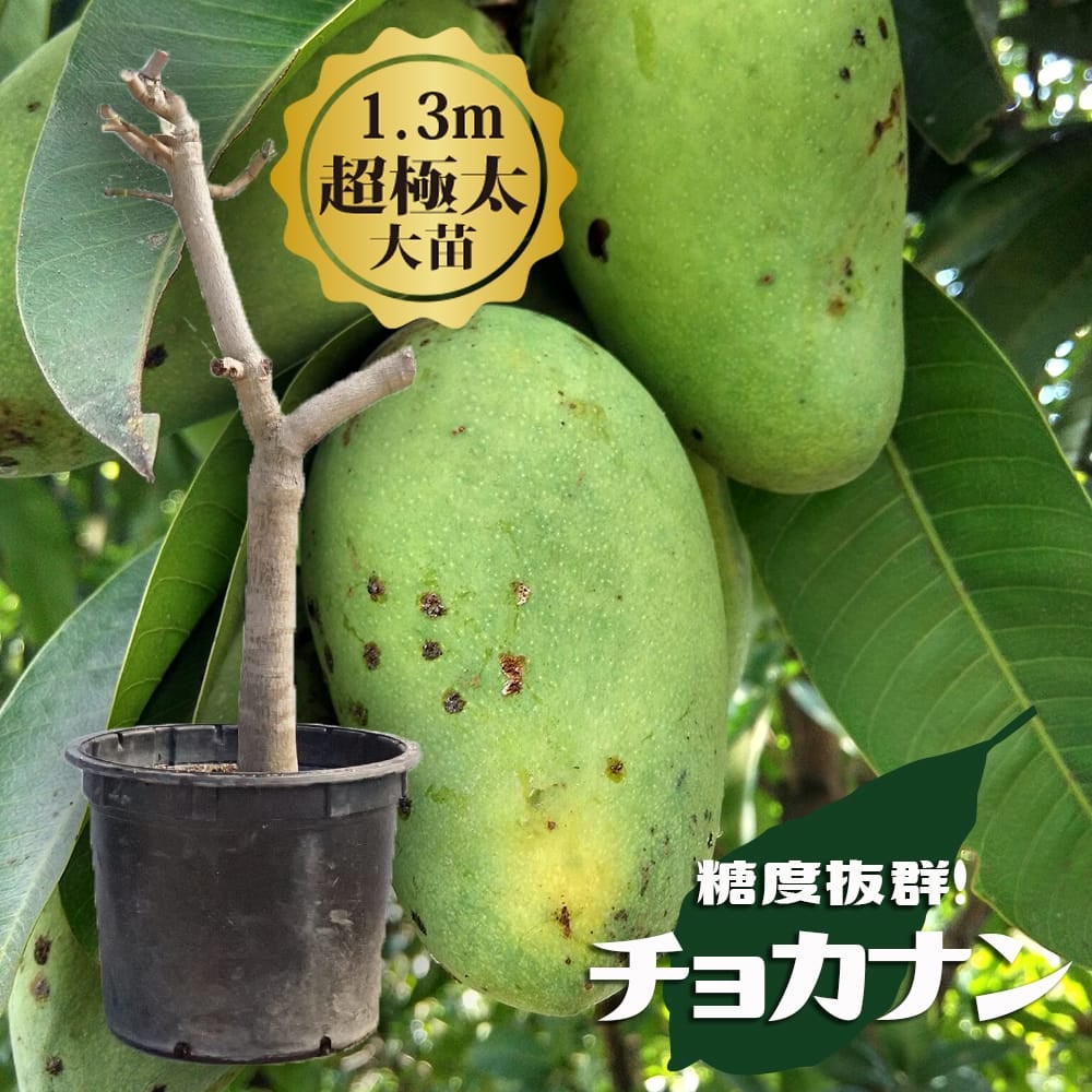 マンゴー チョカナン 苗 販売 苗木部 By 花ひろばオンライン