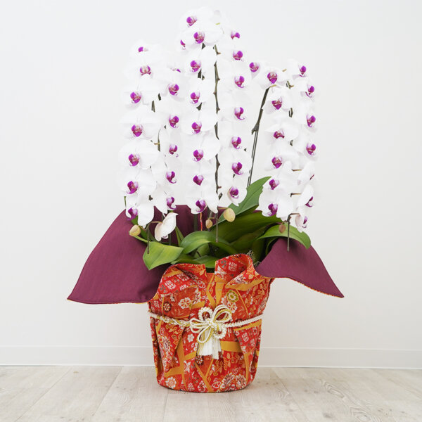 胡蝶蘭 生花 青 / 鉢 ノーマル 青 - 京都で胡蝶蘭と西陣織融合させた