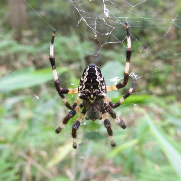 ヤマオニグモ – はなもく散歩