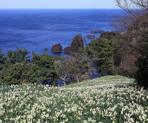 全国の花風景 | 「日本全国の花風景検索サイト【はなまっぷ】｜季節