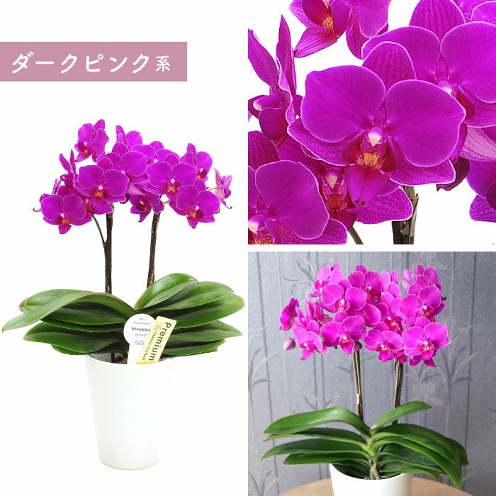 椎名洋ラン園の選べるミディ胡蝶蘭』鉢植え｜横浜花まりか フラワー