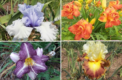 商品一覧・注文：ヘメロカリス通信販売 花さかじじいネット