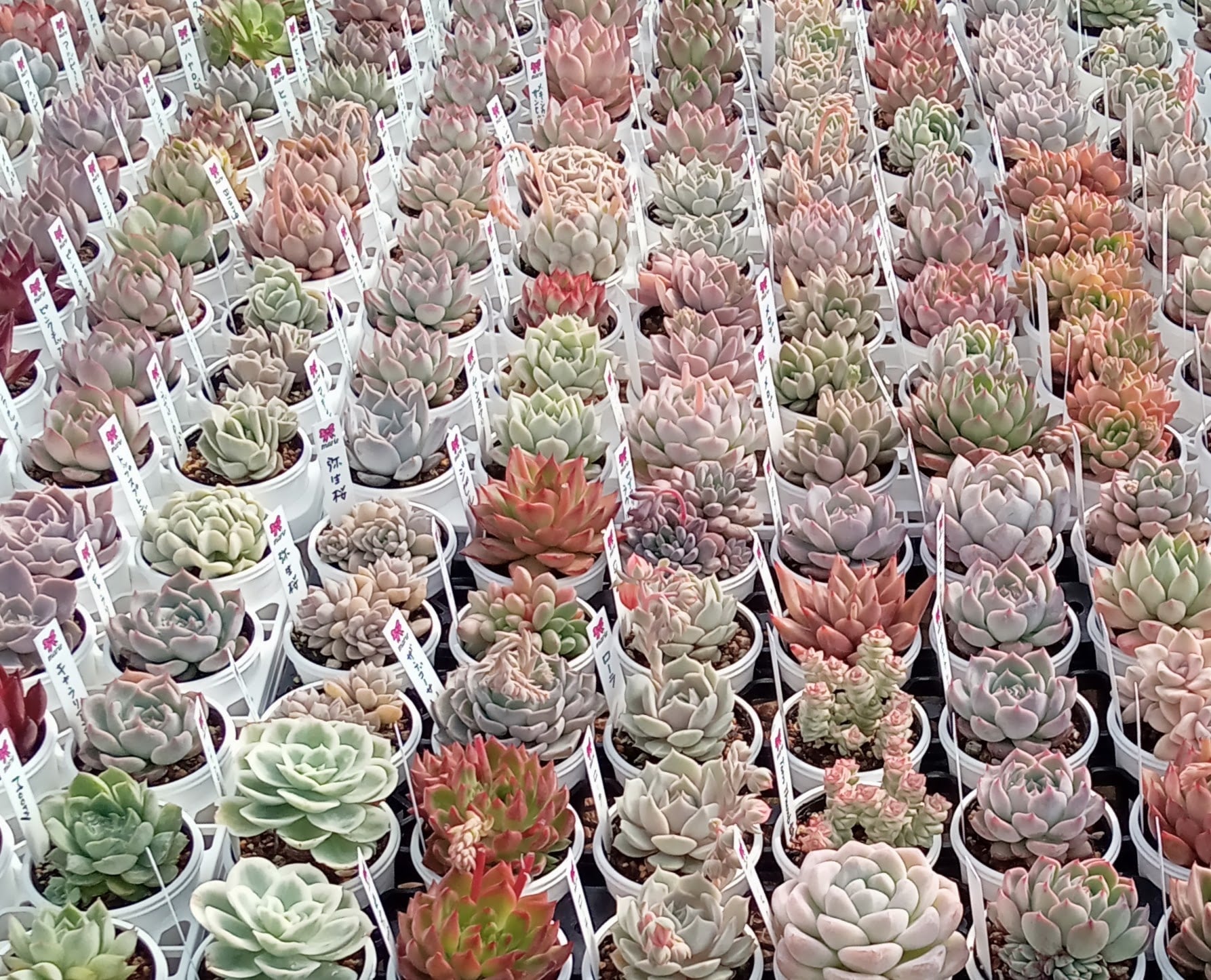 まりえ☆タニク